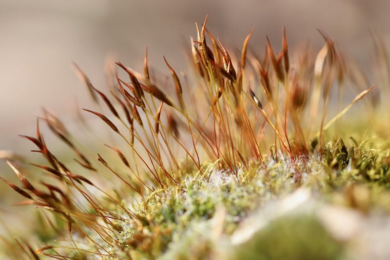 Mossy Woodland Cake