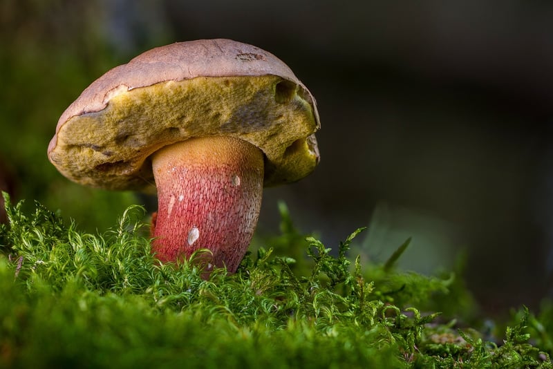 Whimsical Mushroom Cake